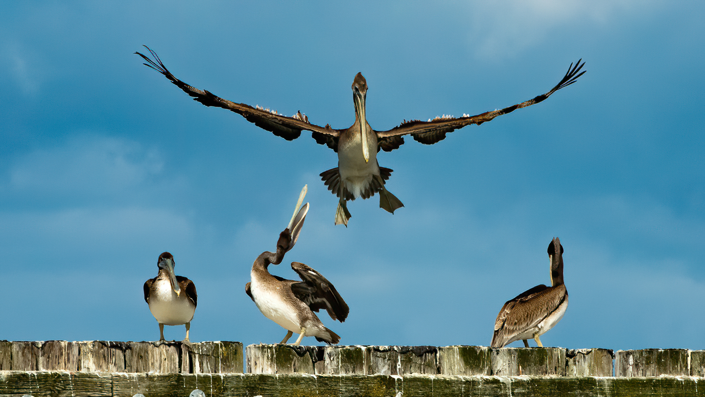 Washington Coast Pelicans 06